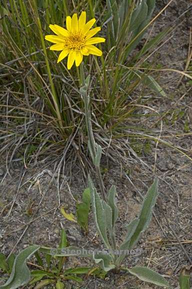 arnica mollis 2 graphic